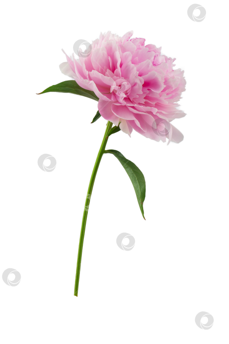 Скачать стебель с листьями и цветком древовидного темно-бордового пиона, изолированный для вырезки на белом фоне фотосток Ozero