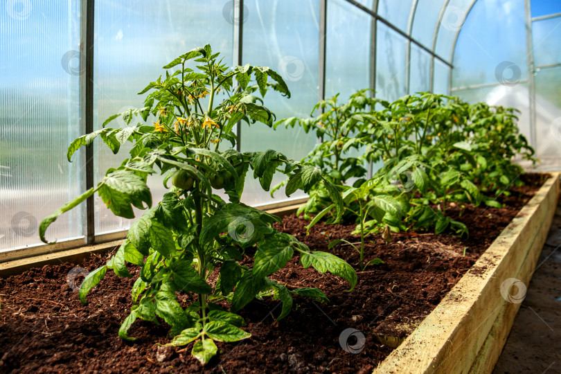 Скачать В саду растут молодые растения помидоров фотосток Ozero