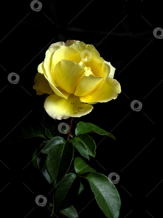 Скачать Желтая роза фотосток Ozero