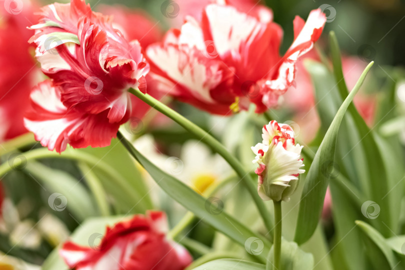Скачать Розовые тюльпаны с белой бахромой цветут в саду в апреле фотосток Ozero