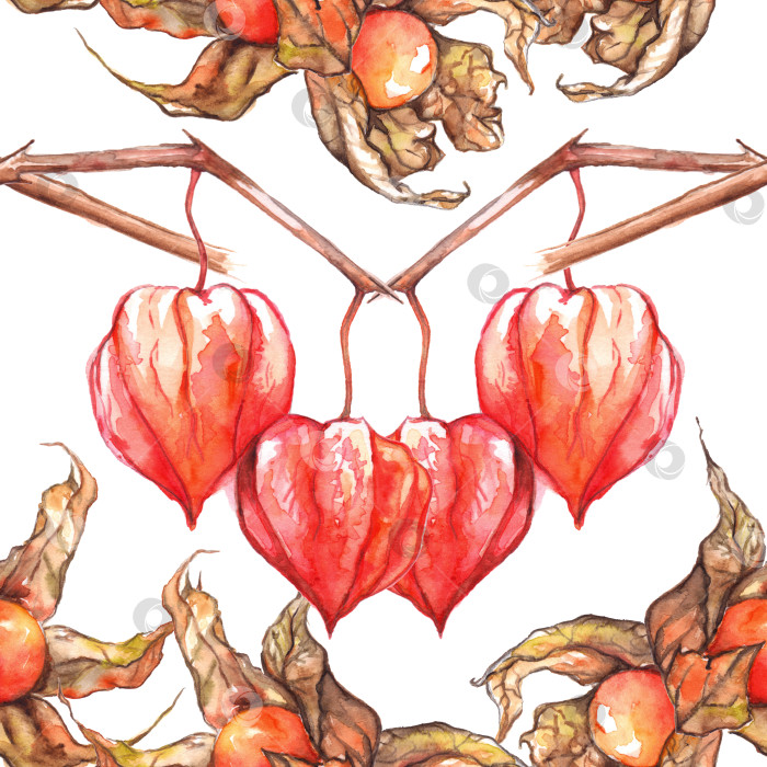 Скачать Акварельный рисунок от руки физалис зимняя вишня накидка крыжовник фрукты ягоды бесшовный узор фотосток Ozero