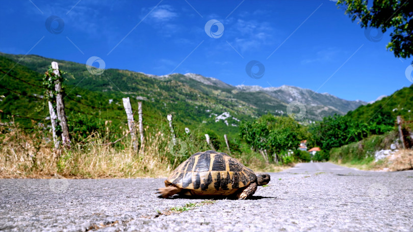 Скачать Сухопутная черепаха. фотосток Ozero