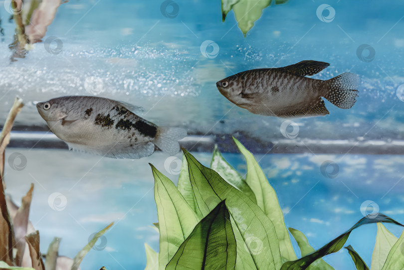 Скачать Изображение декоративной аквариумной рыбки гурами. фотосток Ozero