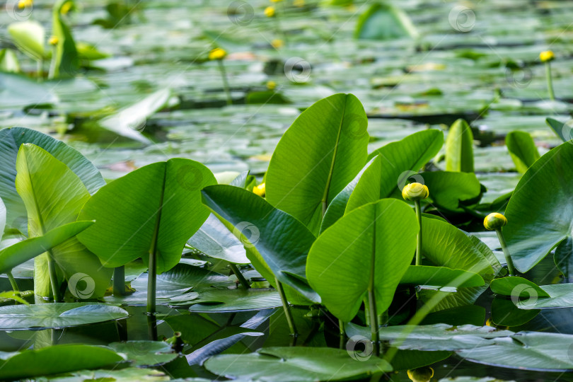 Скачать Крупный план желтого стручка водного растения в пруду летом фотосток Ozero