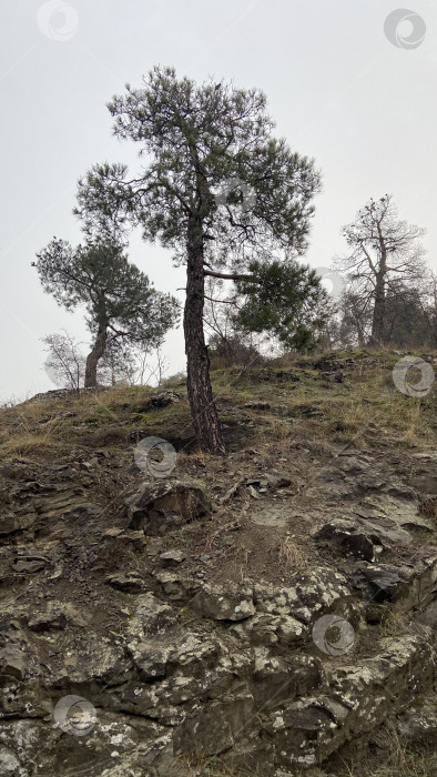 Скачать Дерево фотосток Ozero