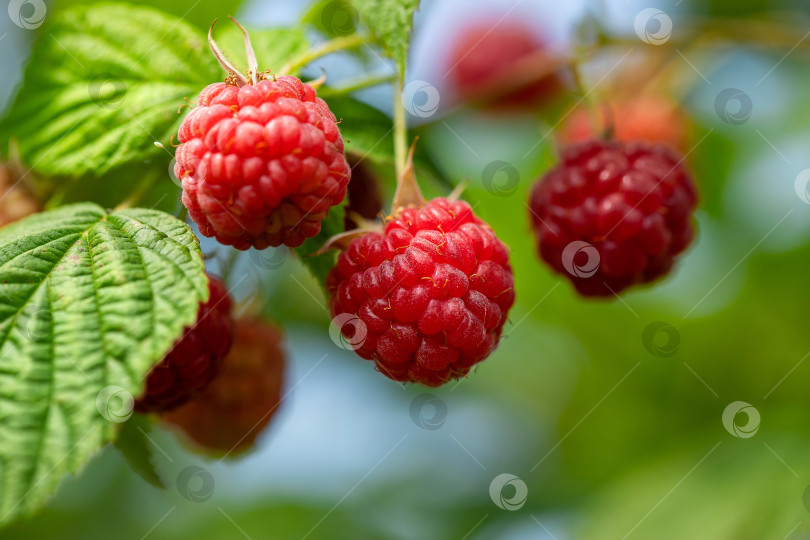 Скачать спелые ягоды красной садовой малины на ветвях куста, солнечный летний день фотосток Ozero