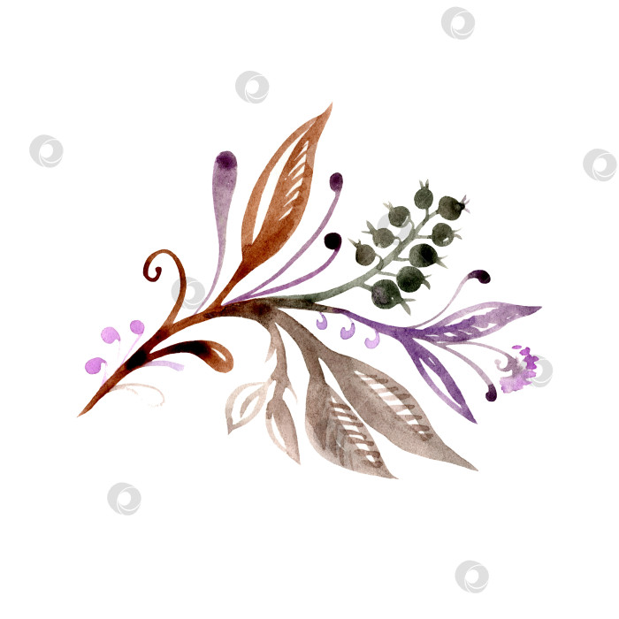 Скачать Акварельная цветочная веточка с листьями и ягодами коричневого, зеленого и фиолетового цветов фотосток Ozero