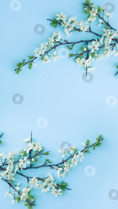Скачать Ветка цветущей сливы на синем фоне фотосток Ozero