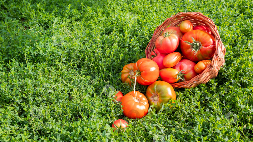 Скачать Свежие полезные помидоры хранятся в корзине. фотосток Ozero