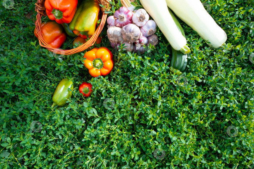 Скачать Свежие полезные помидоры и болгарский перец лежат в корзинках на зеленой траве фотосток Ozero