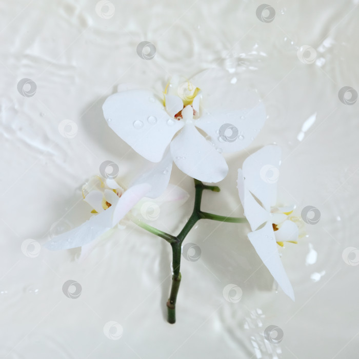 Скачать Белые орхидеи с желтыми серединками на белом фоне, фотосток Ozero