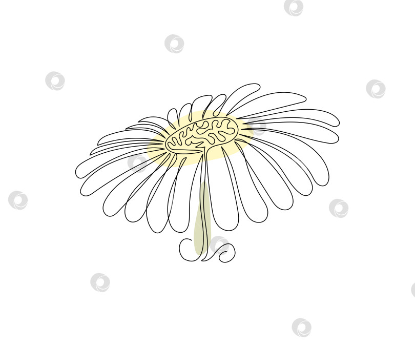 Скачать цветок маргаритки нарисован от руки в минималистском стиле, в технике one line, монолиния. Символ косметики, логотип салона красоты фотосток Ozero