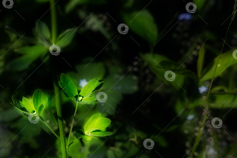 Скачать Зеленые листья с каплями дождя в летнем саду. Стрельба в фотосток Ozero