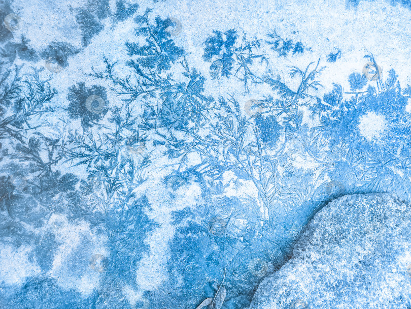 Скачать Морозные узоры на асфальте в виде голубых деревьев и ледяных цветов. Абстракция, зимний фон. Рождественские обои фотосток Ozero