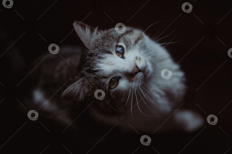 Скачать Беспородный уличный кот с незрячим глазом смотрит в камеру фотосток Ozero