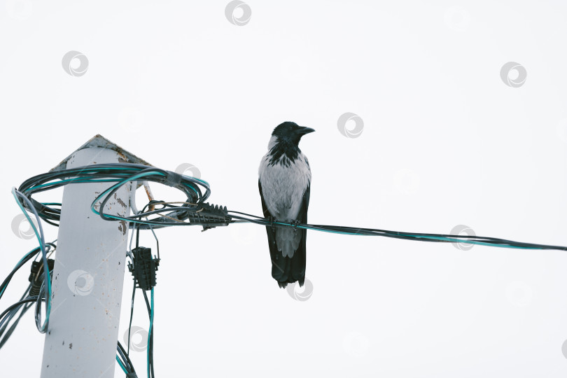 Скачать Ворона сидит на электрическом проводе на белом фоне фотосток Ozero