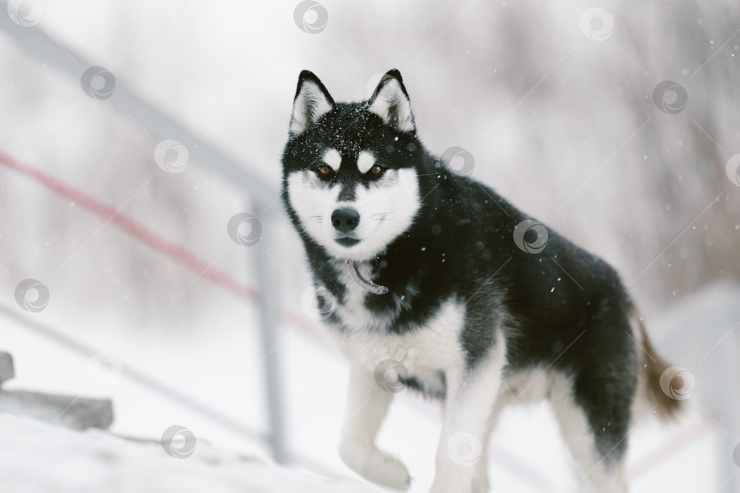 Скачать Большой портрет хаски зимой. Собака смотрит в камеру фотосток Ozero