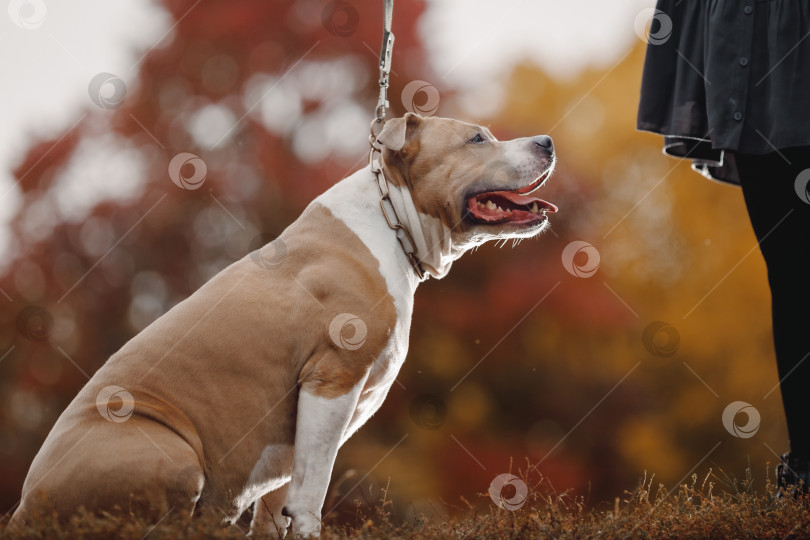 Скачать Стаффордширский американский терьер гуляет со своей хозяйкой осенью в парке фотосток Ozero