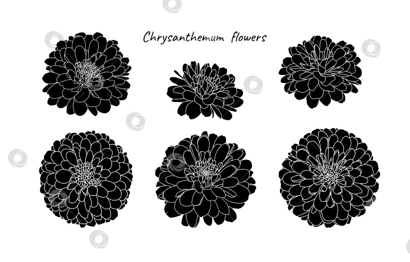 Скачать Набор силуэтов мини-цветов хризантемы на белом фоне фотосток Ozero