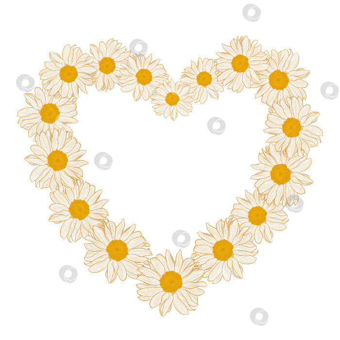 Скачать Цветочный венок из маргариток в форме сердца на белом фоне фотосток Ozero