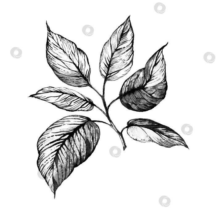 Скачать Рисованная иллюстрация - веточка с листьями в серой гамме на белом фоне фотосток Ozero