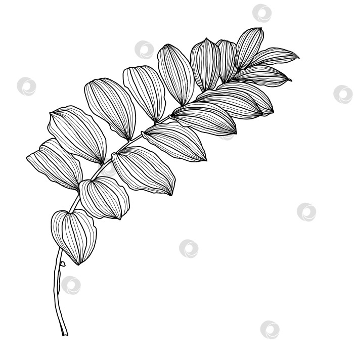 Скачать Линейный рисунок листьев купены, также известной как соломоново тюленье растение фотосток Ozero