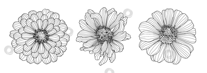 Скачать Три рисунка цветка циннии, выделенных на белом фоне фотосток Ozero