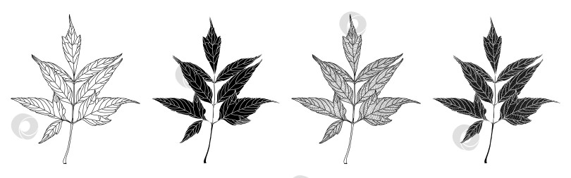 Скачать Набор линейной графики и силуэтов ясенелистных кленовых листьев фотосток Ozero