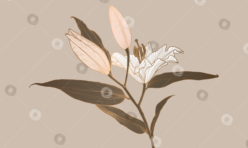 Скачать Роскошный линейный рисунок цветка лилии в стиле ар-деко с бронзовым металлическим контуром фотосток Ozero