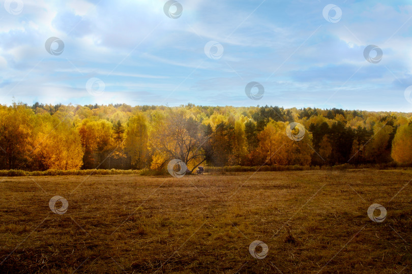 Скачать Осенний лес, освещенный солнцем, и поле. Женщина с коляской фотосток Ozero