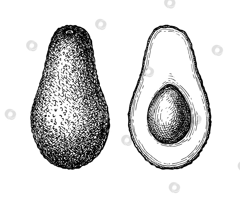 Скачать Набросок авокадо тушью. фотосток Ozero