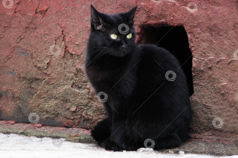 Скачать Черный бездомный кот. фотосток Ozero