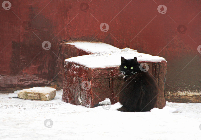 Черный пушистый кот с зелеными глазами (62 фото)