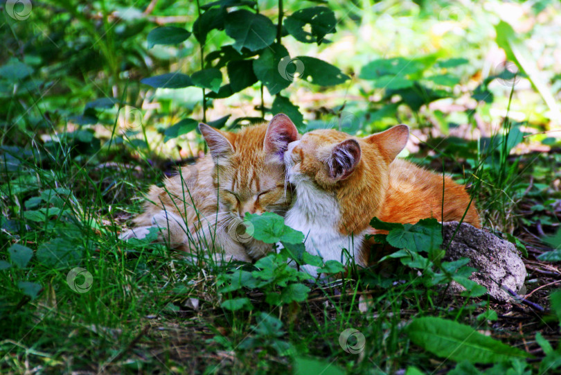 Скачать Кошка и котенок лежали в высокой, густой траве. фотосток Ozero