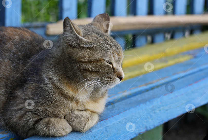 Скачать Коричневый кот фотосток Ozero