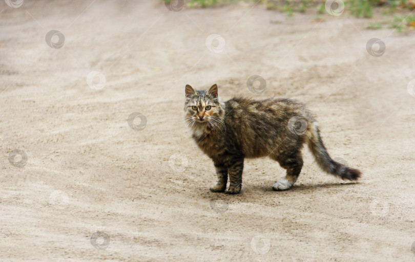 Скачать Коричневый пушистый кот стоит на песчаной пустой дороге. фотосток Ozero
