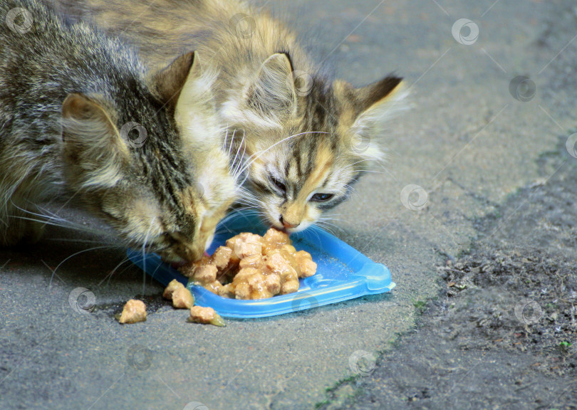 Скачать Кошка и котенок едят корм для животных. фотосток Ozero