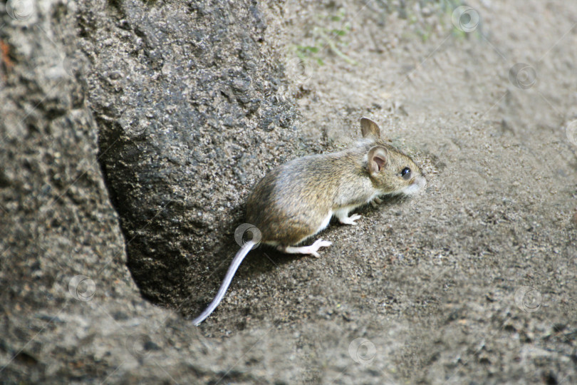 Скачать Маленькая серая мышка сидит возле норки у корней дерева. фотосток Ozero