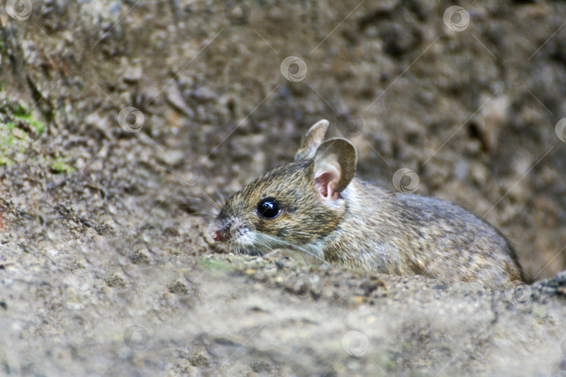 Скачать Маленькая серая мышка выглядывает из норы у корней дерева фотосток Ozero
