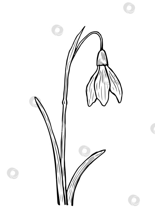 Скачать Нарисуйте подснежник со стеблем и листьями. Набросок первого весеннего цветка. Векторная рисованная иллюстрация в стиле контура. Идеально подходит для ваших проектов, открыток, приглашений, печати, декора, логотипа. фотосток Ozero