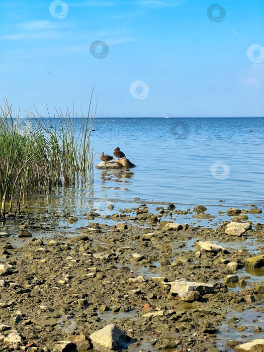 Скачать Утки в Финском заливе Петергофа. фотосток Ozero