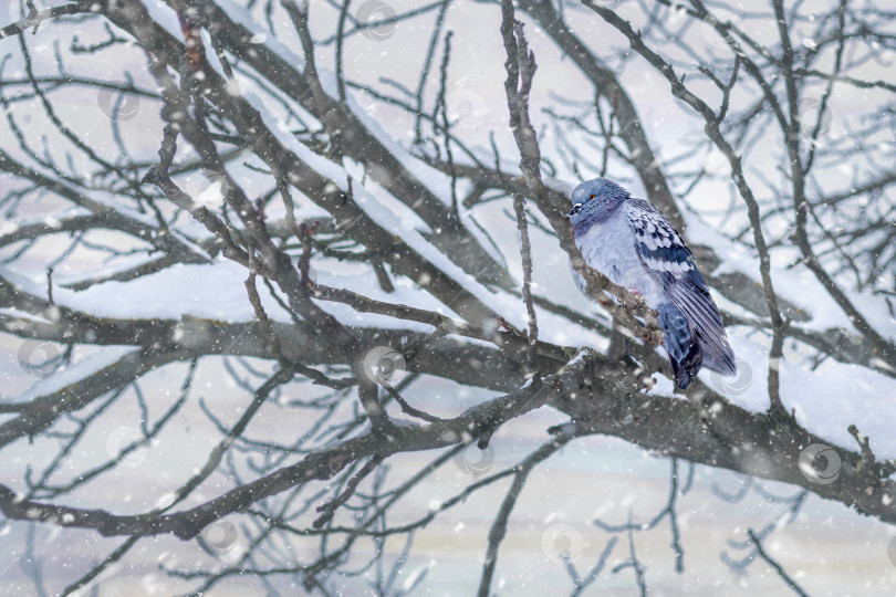 Скачать голубь на ветвистом дереве зимой сидит, сгорбившись, под снегопадом фотосток Ozero