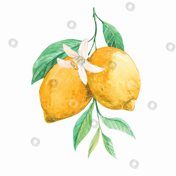 Скачать Лимон цитрусовый, выделенный на белом фоне фотосток Ozero