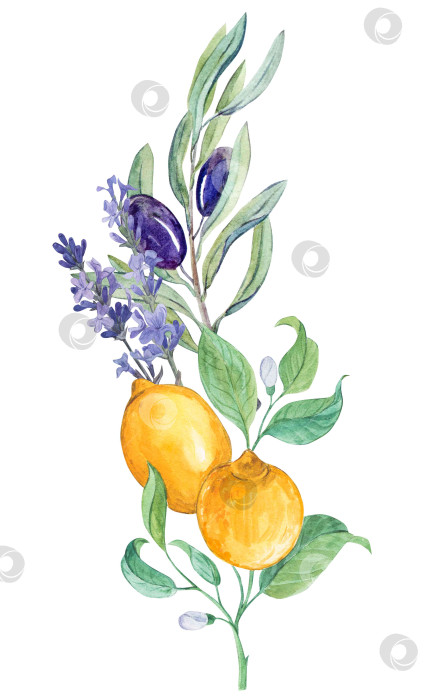 Скачать Лимонные и оливковые ветви на белом фоне фотосток Ozero
