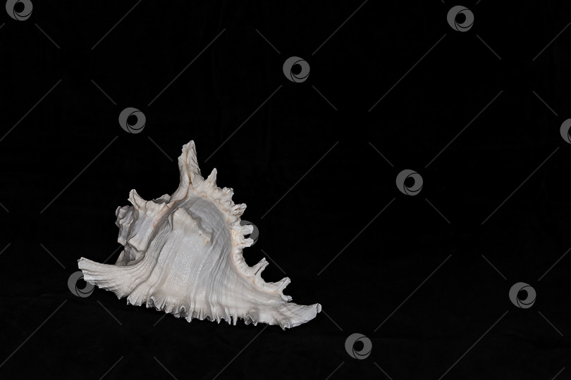 Скачать Мурекс алебастровый - брюхоногие моллюски из семейства мурексовых. Это одна из самых известных и популярных коллекционных морских раковин. фотосток Ozero