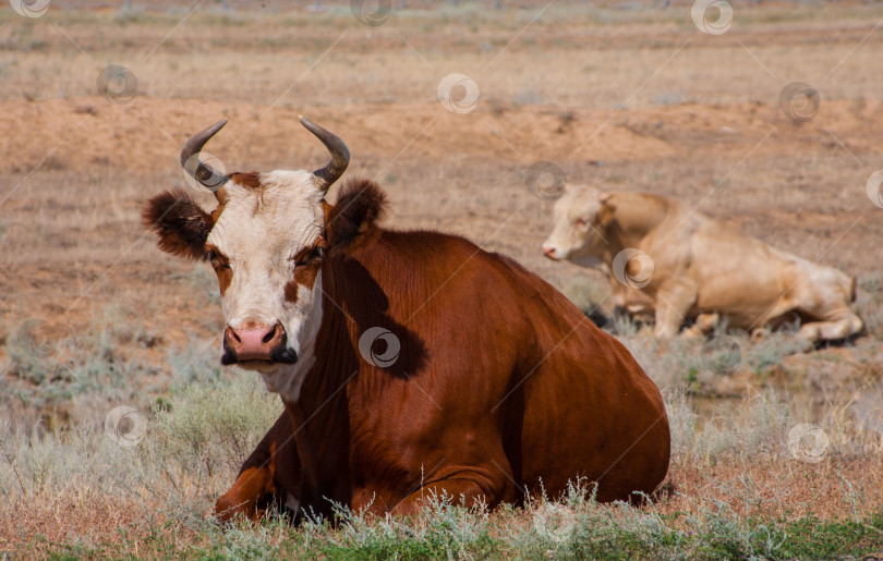 Скачать коровы на пастбище фотосток Ozero