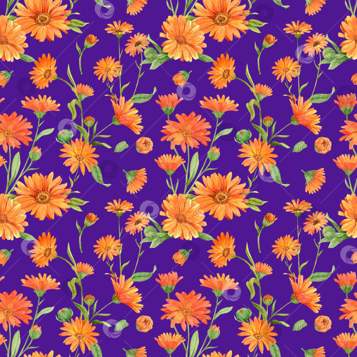 Скачать Цветы календулы на фиолетовом фоне, узор фотосток Ozero