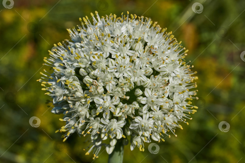 Скачать Соцветие лука репчатого (лат. Allium cepa) на садовом участке. фотосток Ozero