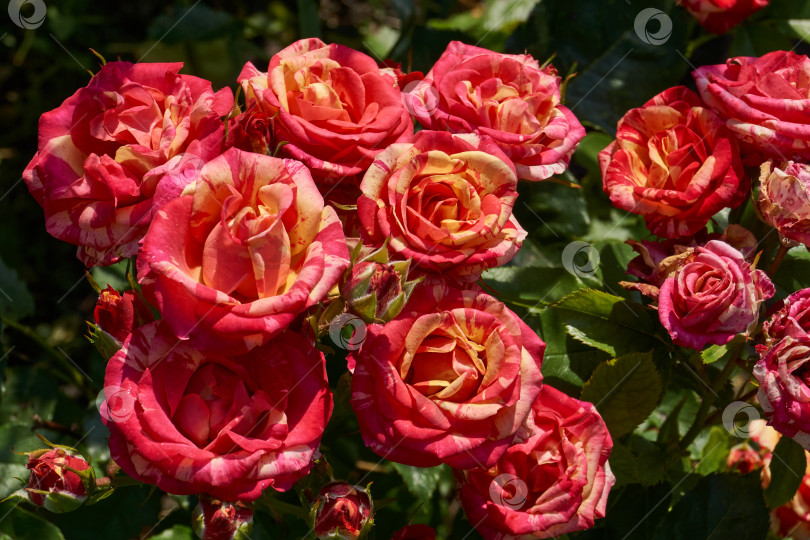 Скачать В саду загородного дома цветут розы. фотосток Ozero