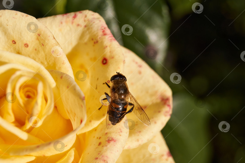 Скачать Муха Ильница обыкновенная (лат. Eristalis tenax) из подсемейства Eristalinae сидит на цветке желтой розы. фотосток Ozero